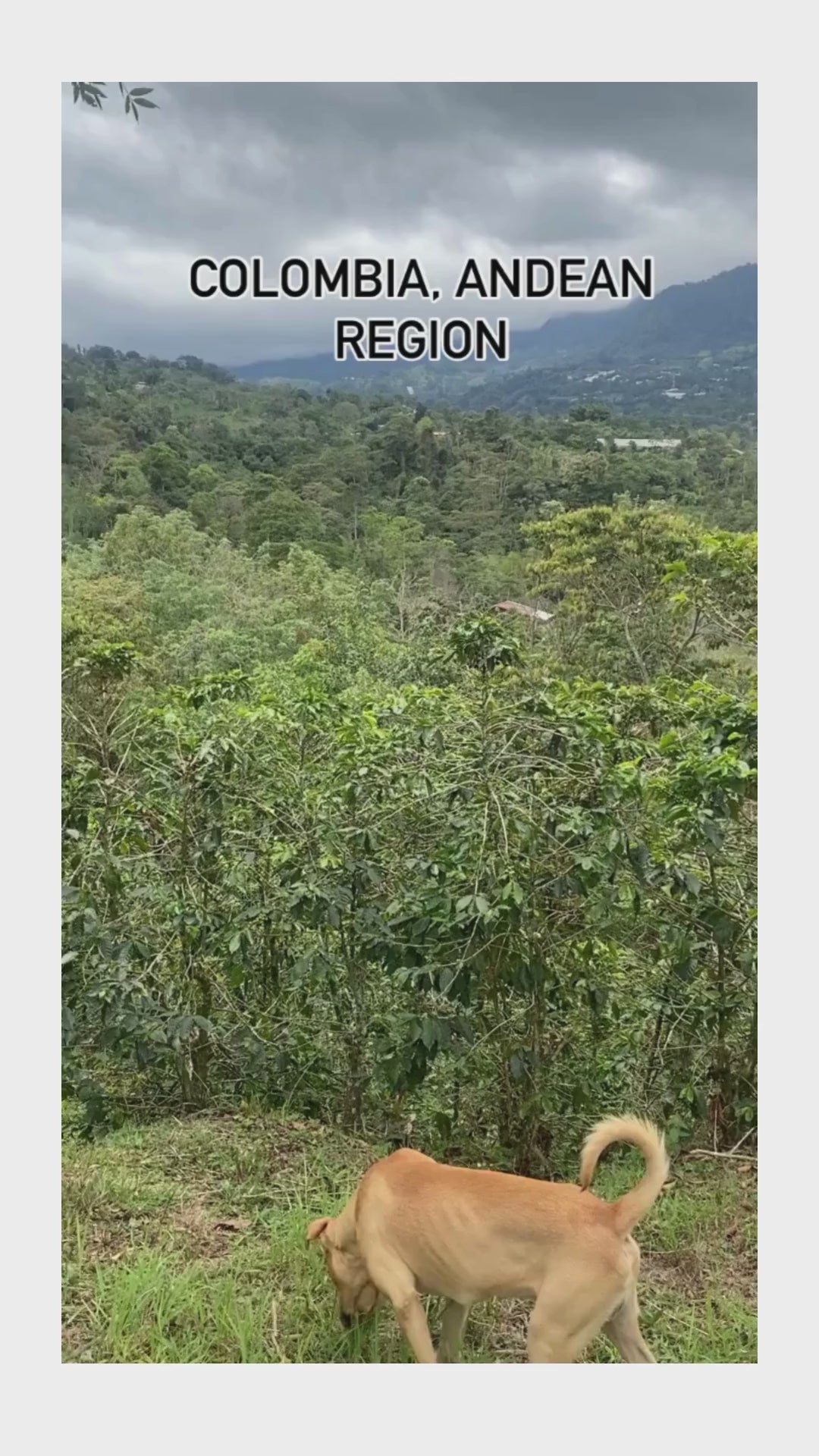 The Simple Life Coffee (Cachipay variety) 100% Organic, Limited edition